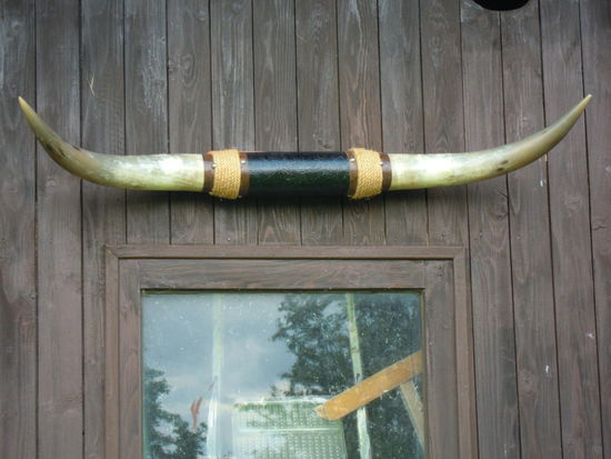 Mein ebay-Longhorn-Gehörn