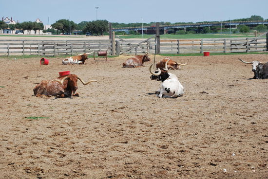 Diese Herde wird zur Belustigung der Touris 2 x täglich durch die Stockyards getrieben.