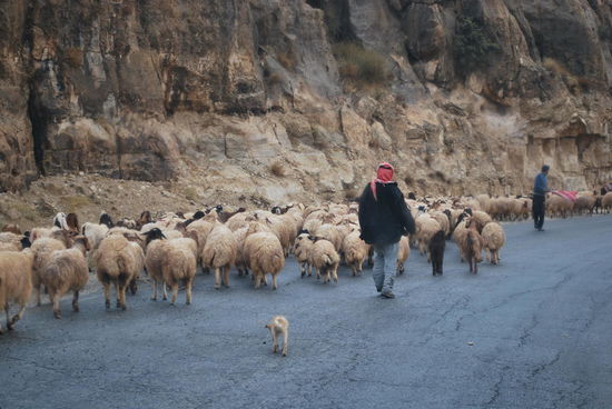 Schafherde (ach, echt ?)