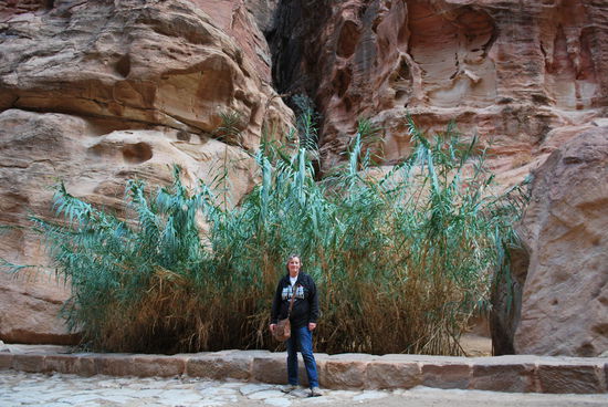 Bambus - eine Pflanze, die viel Wasser braucht. Die Nabatäer hatten ein ausgeklügeltes System von Dämmen, Aquädukten und Wasserleitungen, die Petra versorgten. Teilweise noch heute zu sehen. Und es gibt auch ganz neue Dämme in Petra, die verhindern sollen, dass sich nach starken Regenfällen der Siq in einen Sturzflutkanal verwandelt, was bereits einmal passiert ist und einige Touristen das Leben kostete.