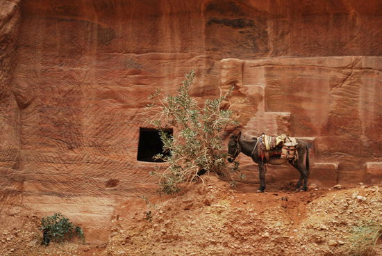 Esel, Kamele, Pferde... Petra strotzt nur so von Transportmöglichkeiten.