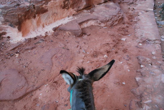 Michael trabt los und ist total trittsicher. Ich hatte ja gedacht, dass es eine extra Route für die Esel geben würde. Nicht die 850 Stufen, aber nein, die Esel laufen die gleiche Strecke, wie die Menschen.