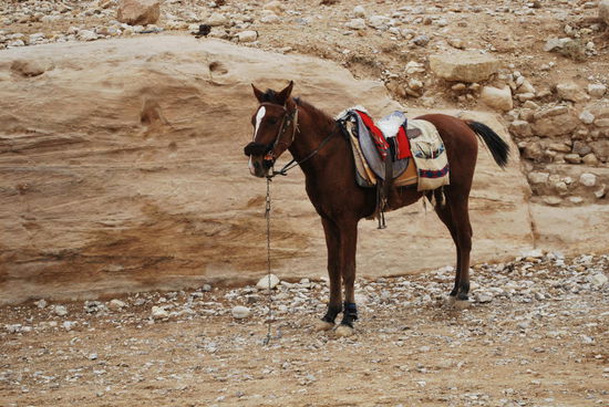 Nein, ich verzichte auf die Pferdenummer. Ich sehe aber einen Beduinen auf seinem Pferd, der mich echt beeindruckt. Freihändig reitet er im gestreckten Galopp mit wehendem Kopftuch durch die Gegend. Dieser Anblick ruft das ultimative Lawrence-von-Arabien-Gefühl hervor !