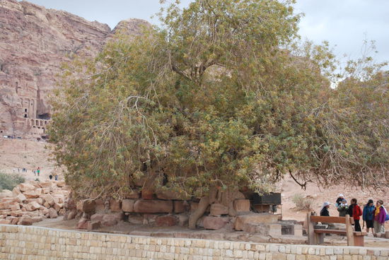 450 Jahre alter (giftiger) Pistazienbaum