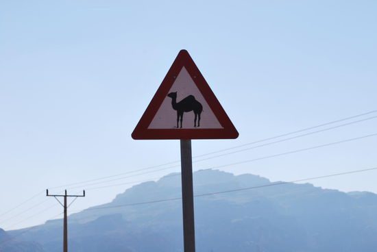 camel-crossing