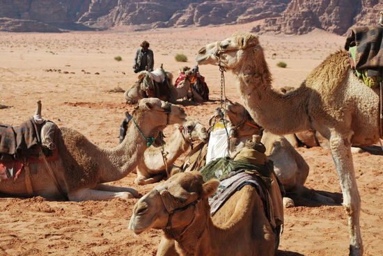 Die ganze Zeit rede ich von Kamelen, aber erst jetzt fällt mir auf, sind es womöglich Dromedare ? Schwer zu erkennen unter den ganzen "Aufbauten" auf dem/den Höcker/n. Alle in Jordanien quatschten immer von Kamelen, naja werden wohl echt Kamele gewesen sein...