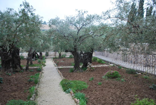 Die ältesten Olivenbäume Israels und der Welt (!) - Garten Gethsemane - so klein !!! Ich hätte gedacht, es sei mindestens ein Park. Aber nee, ein winzig kleiner Olivenhain. 3 der Olivenbäume sind erwiesenermaßen mehr als 2000 Jahre alt und somit die einzigen lebendigen Zeugen all dessen, was sich damals hier abgespielt haben soll.