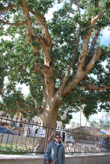 Der Baum des Zachäus