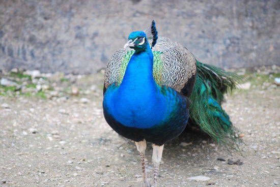 Pfau vor dem unvermeidlichen Souvenirshop-Stopp