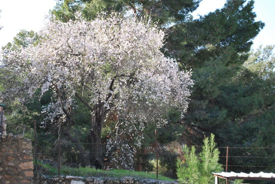 Blühender Mandelbaum