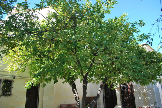 Man steht in einem zauberhaften Innenhof vor der Kirchentür und hat den allerschönsten, riesigsten Zitronenbaum vor der Nase ! Man sieht es kaum, aber der Baum war echt voller Zitronen. Ich habe noch nie soooo einen schönen Obstbaum gesehen !!