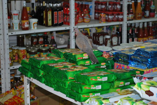 Einkaufen mit Vogel im Supermarkt