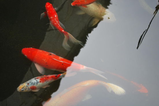 Einen Fischteich gibt es zur Verdeutlichung der Brot-und Fischvermehrung ebenfalls hier. Sind das Khoi´s ?