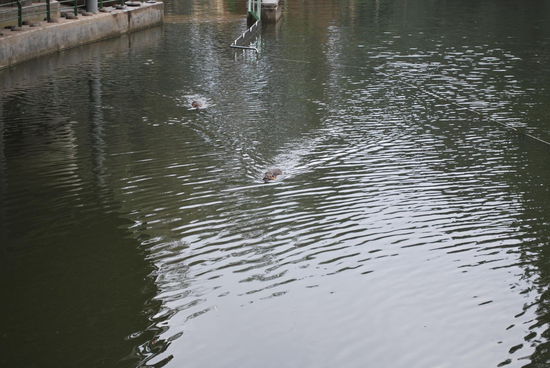 Was sind das denn für Tiere ? Otter ??? Nee, Nutrias, südamerikanische Wasserratten.