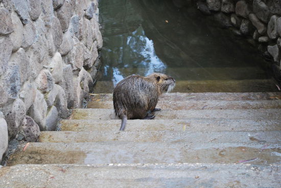 Nutria