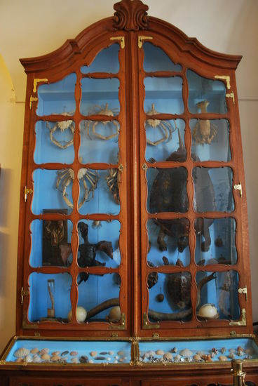 Allerlei Meeresgetier in den Vitrinen
