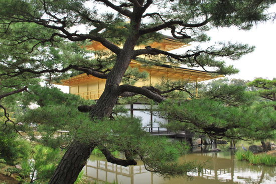 knorriges Geäst von Zedern/Zypressen drumherum