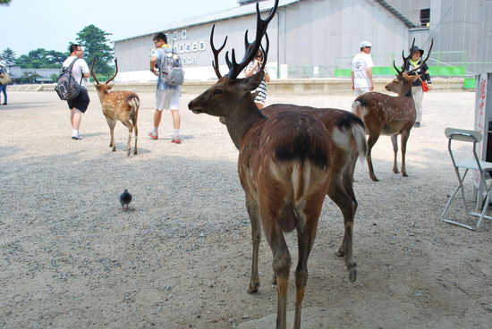 Erster Anlaufpunkt im Nara-Park: Man bekommt definitiv mal wieder Lust auf Rehbraten.