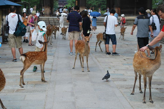 Und soviele Rehbraten ! Im Ernst: Es sind soviele Rehe und Hirsche, die gut genährt sind, weil sie von den vielen Touristen fast überfüttert werden, obwohl sich doch so ziemlich alle daran halten, die speziellen "Waffeln" zu kaufen für 50 Yen, um die Bambis zu füttern. Dennoch denke ich, dass sicherlich etliche irgendwann geschossen werden, um die Population nicht zu groß werden zu lassen.
