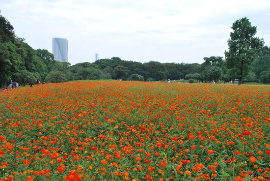 Blumenwiese in Tokio - ungewöhnlich