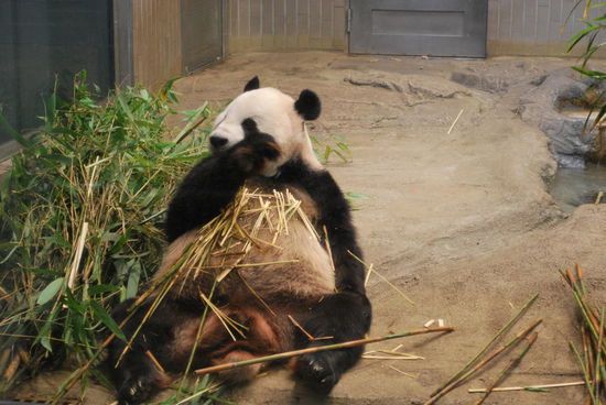 Gleich hinter dem Zooeingang ist schon das Panda-Gehege