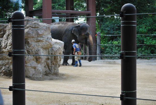 Nur noch die asiatischen Elefanten habe ich mir angesehen, dann bin ich schon wieder raus aus dem Zoo. Das war jetzt aber kein 5-Minuten-Besuch, die Pandas habe ich schon echt lange betrachtet. Tiere, auf die man in freier Wildbahn leider praktisch keine Chance mehr hat.