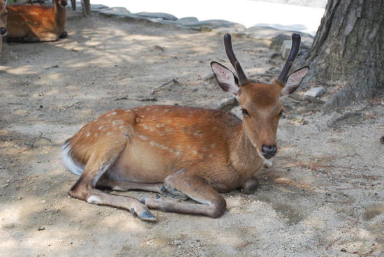 Einer der ersten Eindrücke von Miyajima - Bambis !