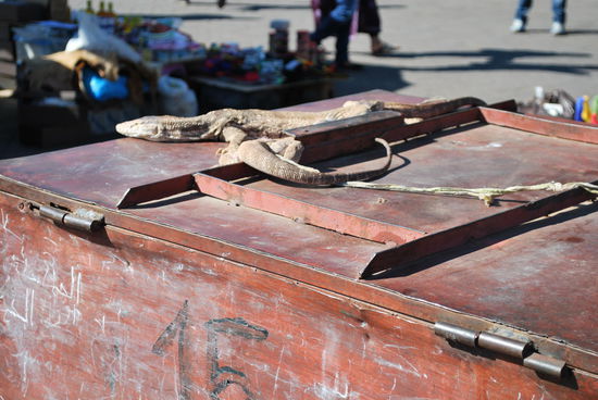 allerlei exotisches Getier wartet auf Fotografen, wobei unter Tierschutz-Gesichtspunkten ist es ein grausames Spektakel