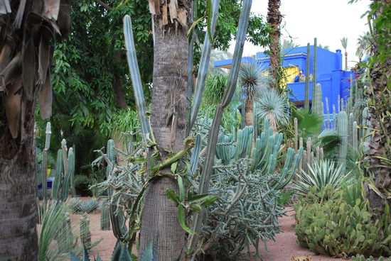Ein wunderbar gepflegter Garten mit teilweise auch seltenen Pflanzen