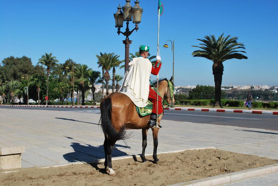 Schönes Pferd ! So dolle sind meine Pferde-Kenntnisse nicht, aber ich denke, es ist ein Araber-Hengst.