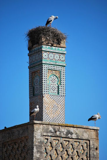 Hier in der Chellah sehe ich sie zum ersten Mal: Störche fühlen sich zurecht sehr wohl unter der warmen afrikanischen Wintersonne.