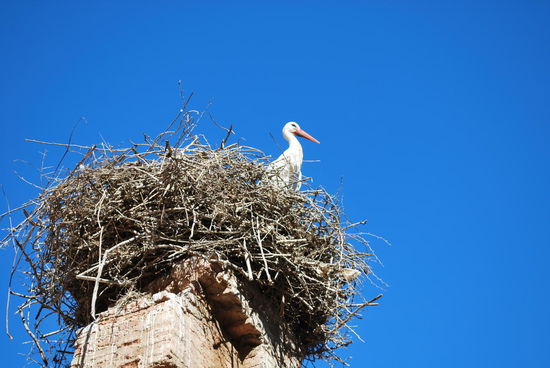 In Europa Schornsteine und Kirchtürme, hier Minarette: Perfekt für Störche !