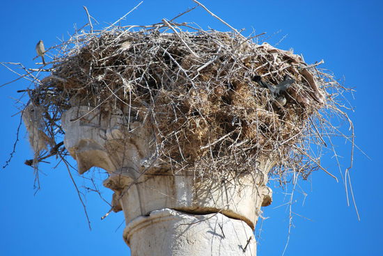 Storchennest mit Mitbenutzern aus der sonstigen Vogelwelt