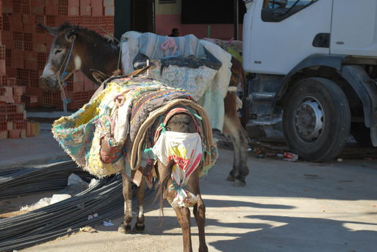 Die armen Esel taten mir überall leid