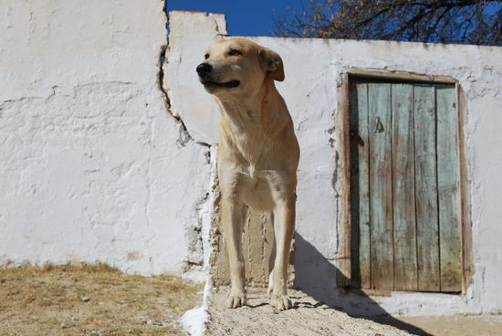 Haushund, kein Straßenköter...