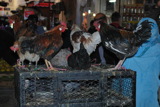 Um das Schicksal dieser Hühner muss man sich Sorgen machen...