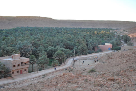 üppige Dattelpalm-Oasen