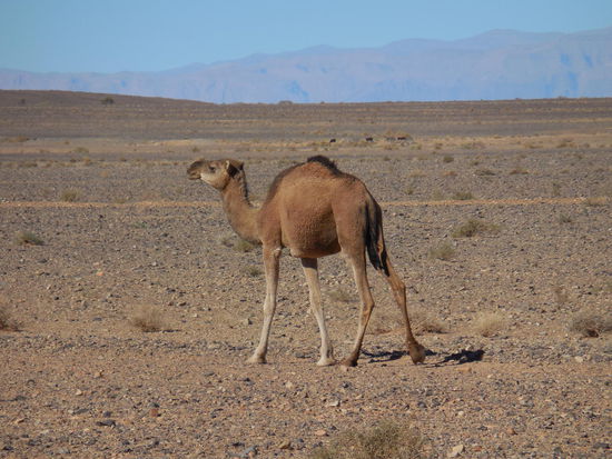 Kein seltener Anblick: Dromedare