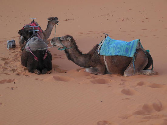 Es müssen Kamele sein, sonst könnte man zwischen den Höckern doch gar nicht sitzen !