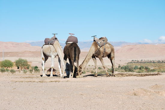 Soll ich hier meine Kamel-Nummer durchziehen ?