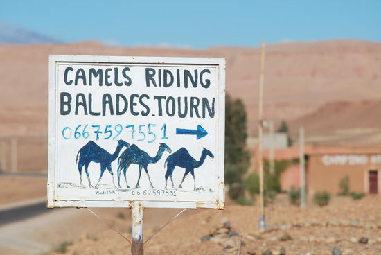 Nee, die Kamele sind da, aber der Eigentümer müsste extra herbeitelefoniert werden. Handy-Nummer steht dran, aber da wird sich noch eine andere Gelegenheit finden, hoffe ich...