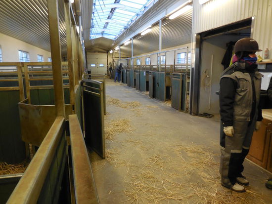 Noch im Stall - aber die erste Reiterin steht in der kompletten Kluft parat.