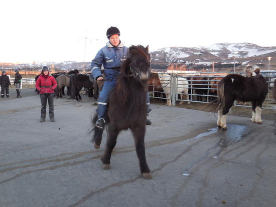 Und so geht es: Der Umgang mit Zügeln, Steigbügeln wird erklärt und alles das, was der Reiter so tun kann: "Brrrr", an den Zügeln nach links oder rechts ziehen, kurz- oder lang-lassen, Druck mit den Schenkeln ausüben. Graue Theorie für mich, erstmal...