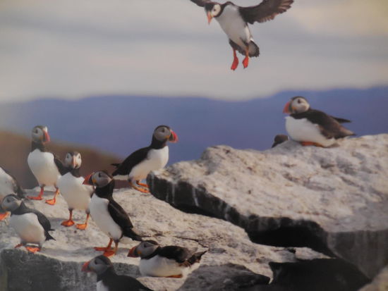 Diese niedlichen Vögel habe ich leider nicht in echt gesehen - es sind puffins oder auf deutsch Papageitaucher. In Island heimisch, aber nur im Sommer zu sehen. Sie werden auch gejagt und gegessen.