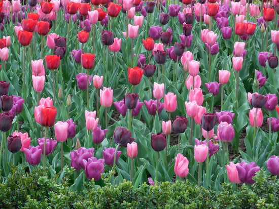 Merci, Bruxelles ! Hat mir sehr gut gefallen, hier !