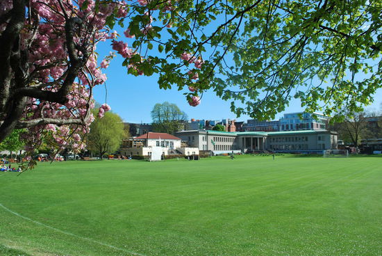 Japanische Kirschbäume blühen auf dem Campus