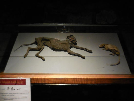 Katze jagt die Kirchenmaus. Dummerweise wurden sie hinter der Orgel eingeklemmt und verendeten dort. Mumifiziert wurde das kuriose Ensemble irgendwann viel später hinter der Orgel gefunden und ist nun in einem Schaukasten in der Krypta zu bestaunen. Die "Kirchenmaus" dürfte allerdings eher eine Kirchenratte gewesen sein...