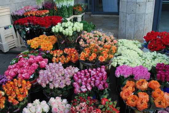 aber auch mal Rosen - und nicht nur Tulpen