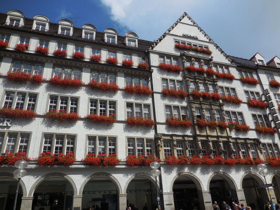 Prachtvolle Geranien.