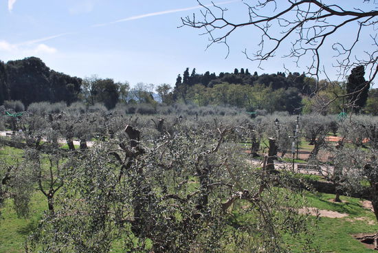 Die Olivenhaine von Cimiez